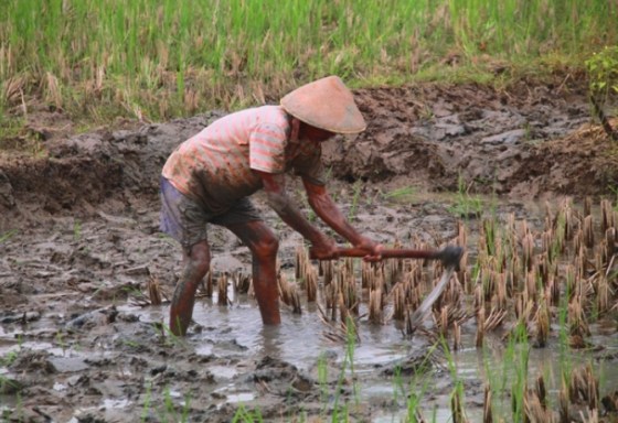 petani-mencangkul-industri-foto-agungpuma-670